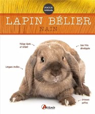 Lapin bélier nain, N SEMENUIK