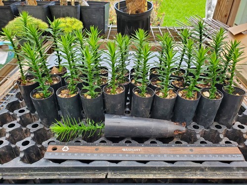 Monkey puzzle tree seedlings - monkey,