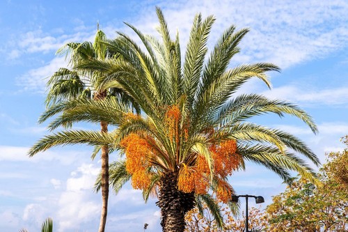 Jelly palm seeds for planting - palm,