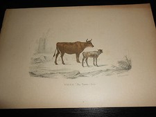 1850 INCISIONE ANIMALI MUCCA