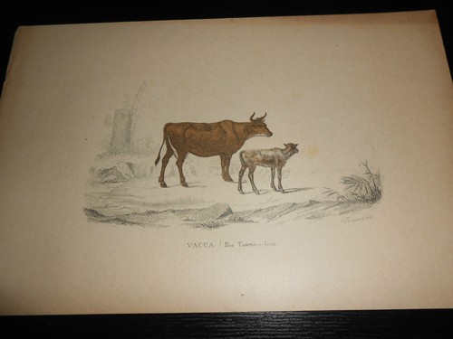 1850 incisione animali - 1850,
