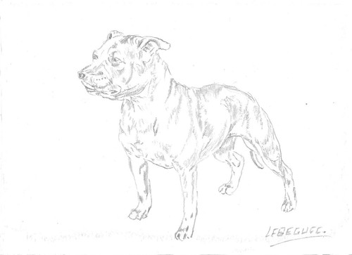 Bull terrier dessin - le,