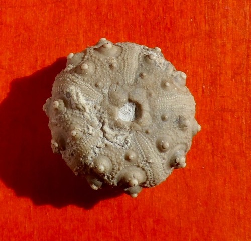 Oursin fossile jurassique - oursin,