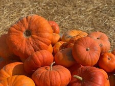 🎃 POTIRON ROUGE VIF D'ÉTAMPES 7 Graines | Courge Géante Ancienne & Déco