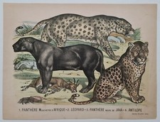 Panthère léopard - léopard,