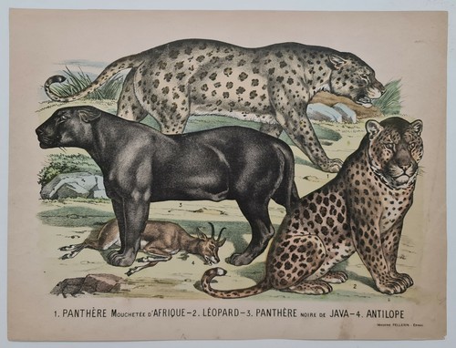 Panthère léopard - léopard,