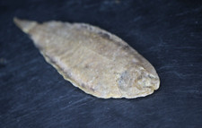 Sole Franche (Solea solea) –