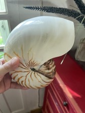 Coquillage Nautilus Nautile