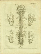 Rare Gravure 18e, planche