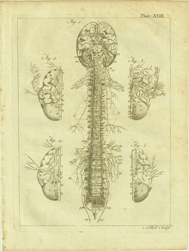 Rare gravure 18e - 18e,, planche