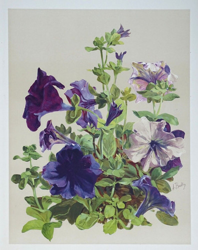 Pétunia bailly lithographie - bailly,