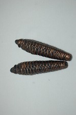 Poids coucou 279 grammes X 2 