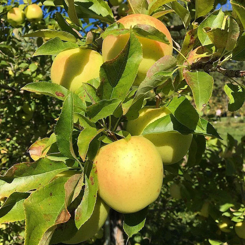 Pommier goldcats malus - -,