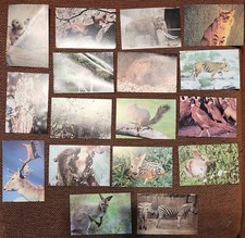 17 grandes images collection animaux 9 x 14 cm Images éditions éducatives Paris