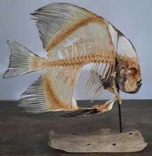 curiosité , taxidermie 