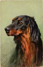 CPA AK Gordon Setter DOGS