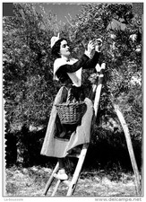 13 SALON DE PROVENCE - Une mireille aux olivades.