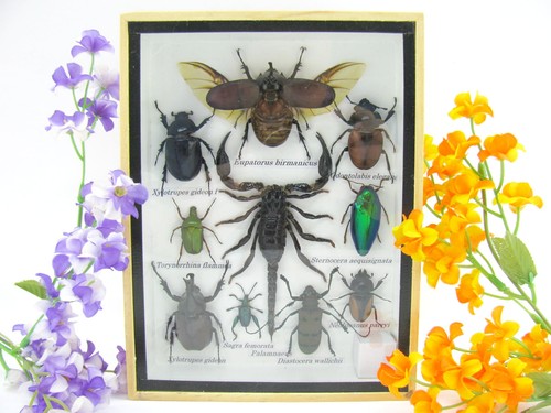 Insectes exotiques réel - -,