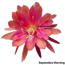 Epiphyllum Septembre Morning -