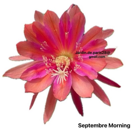 Epiphyllum septembre morning - septembre,