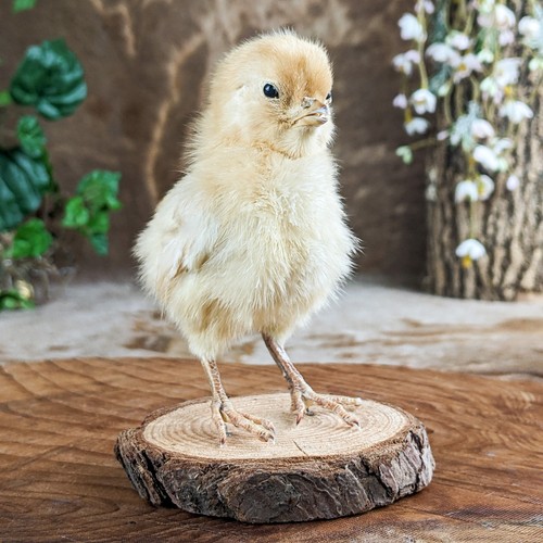 Baby chick chicken standing - chick,