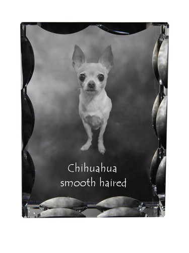 Chihuahua poil long - poil, cadre