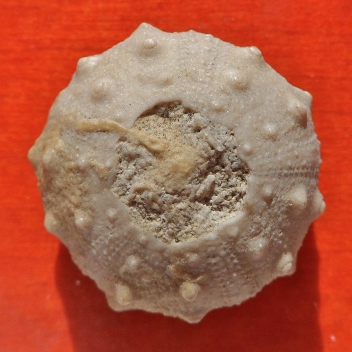 Oursin fossile jurassique - fossile,