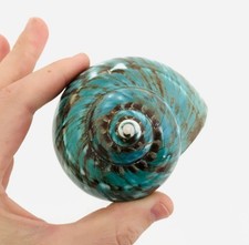 Turbo imperialis coquillage - turbo,