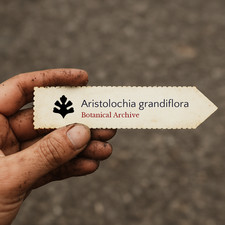 Aristolochia grandiflora SEEDS
