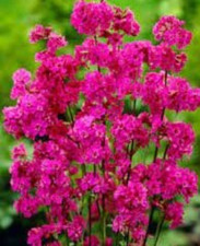 Graines de Lychnis viscaria Plena,Attrape-mouches,à fleurs doubles,Lychnis visca
