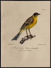 1830 - Bruant mélanocéphale