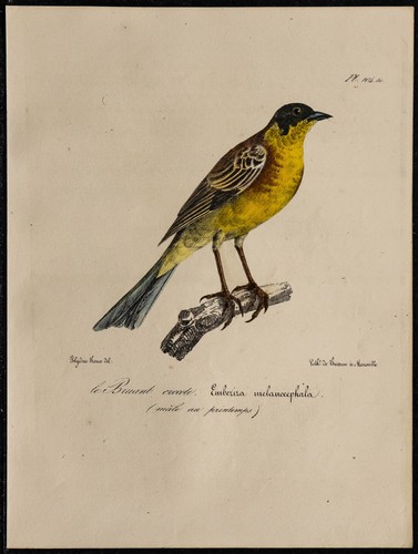 1830 bruant mélanocéphale - 1830,