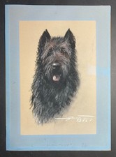 Dessin de 1956 "Bouvier des