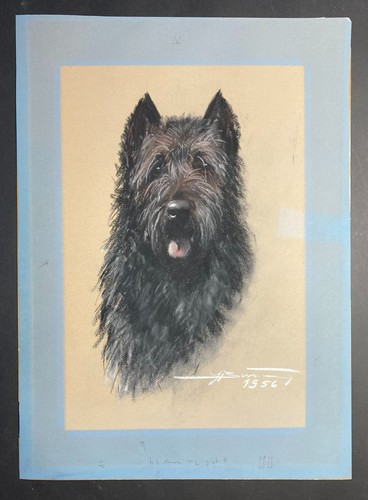 Dessin 1956 bouvier des - dessin, "bouvier