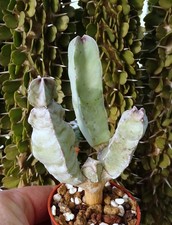 CARALLUMA PENICILLATA AL MANAKHIR OMAN pseudolithos stapelia huernia orbea