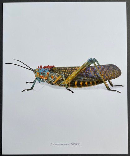 Entomologie phymateus saxosus - entomologie,