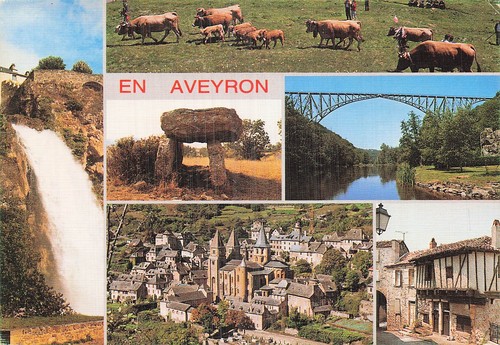 Rodez vaches dans - rodez,