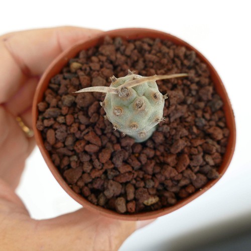 Tephrocactus articulatus var