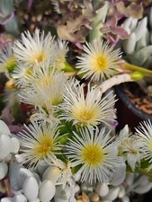 Sceletium tortuosum kanna - sceletium,