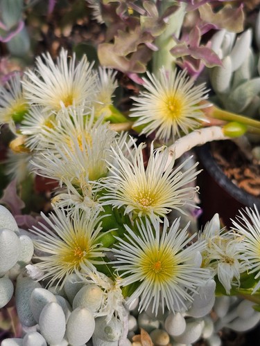 Sceletium tortuosum kanna - sceletium, 50