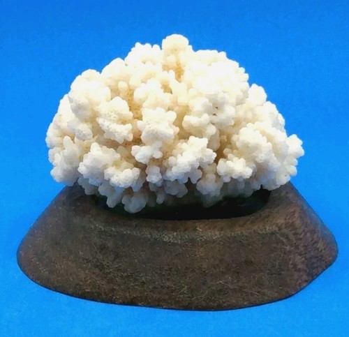 Real white coral - real,
