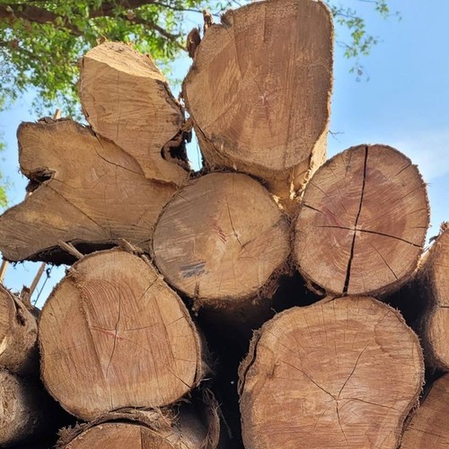 Golden teak tree - golden, seedss