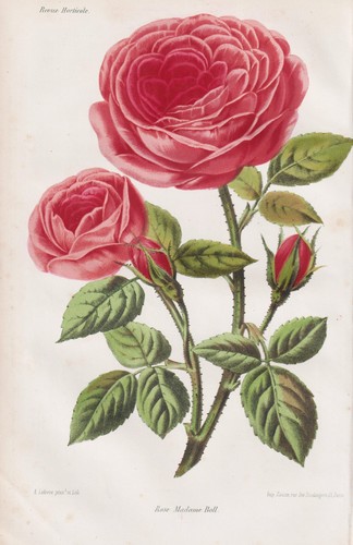 Roses lithographie revue - roses,