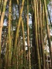 Graines Bambou Thyrsostachys