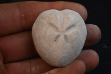 Oursin fossile Micraster
