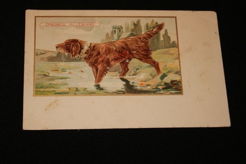 Chien epagneul allemand - chien, etab