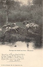 Pacage du bétail au bois - moutons