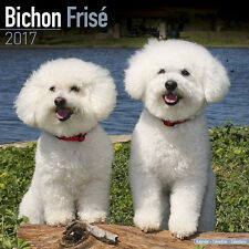 Calendrier 2017 - BICHON FRISE