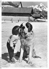 ATAP9-0671-CHIEN - Confidences a koko le saint-bernard