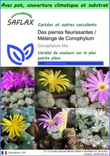 SAFLAX - Garden to go - Des pierres fleurissantes / Mélange de Conophytum - 40 G